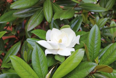 Magnolia grandiflora 'Edith Bouge' - šácholán - listy a květ